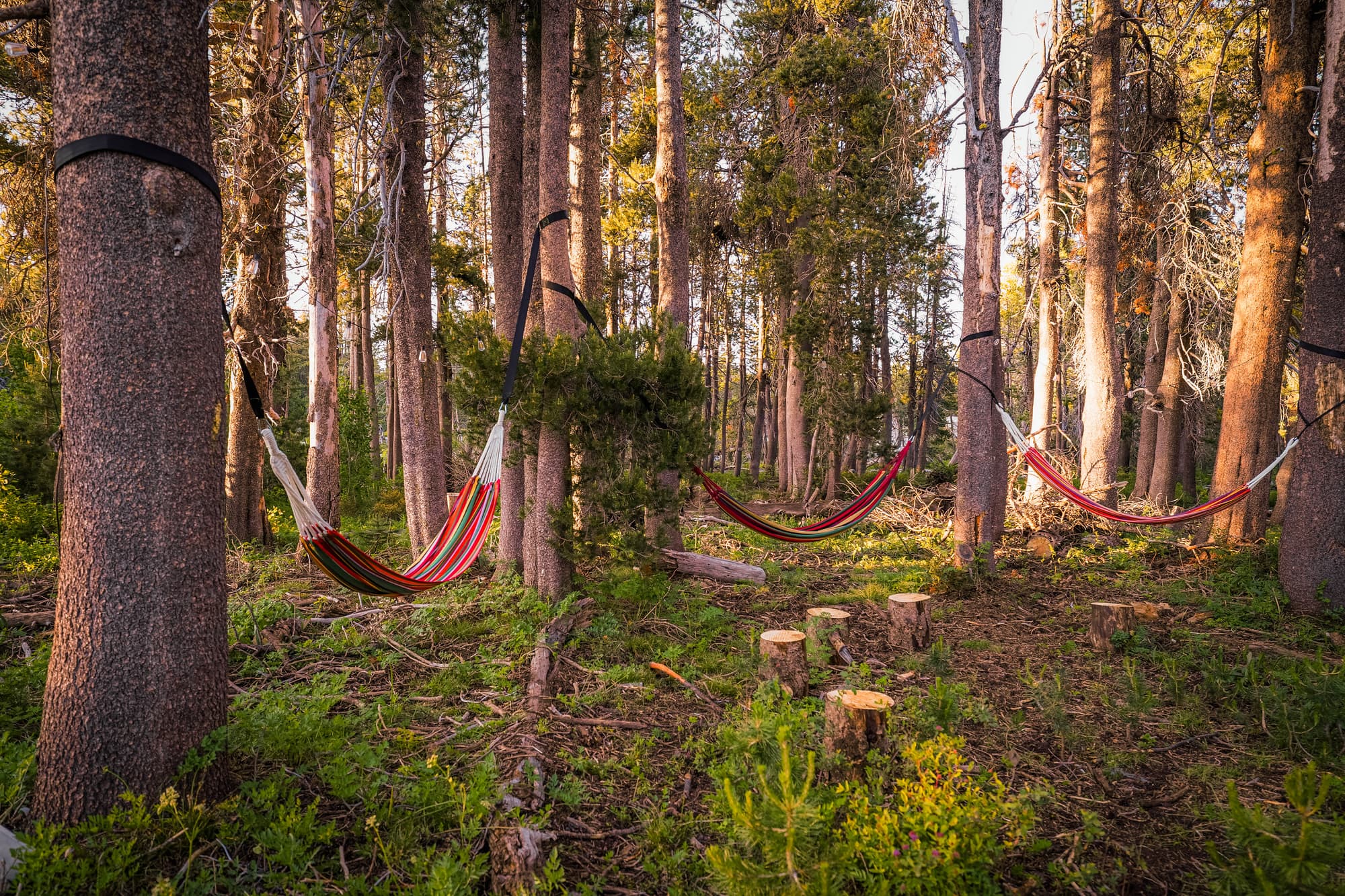 Hammocks strung between pines in evening light