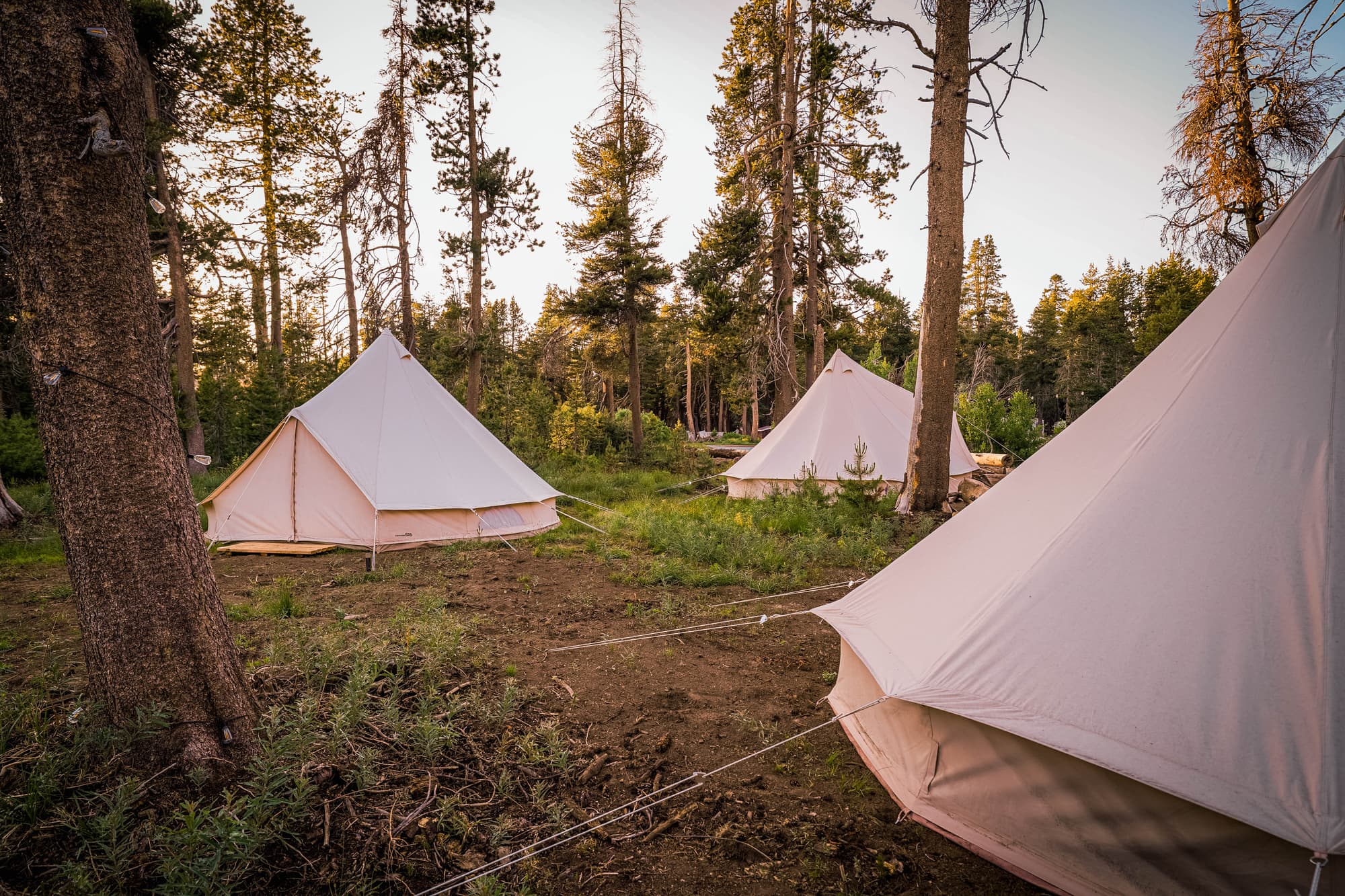 Three bell tents scattered across a golden-hour forest