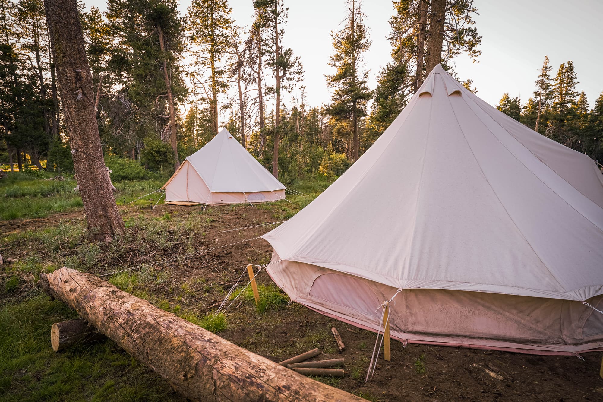 Two bell tents in a green meadow clearing