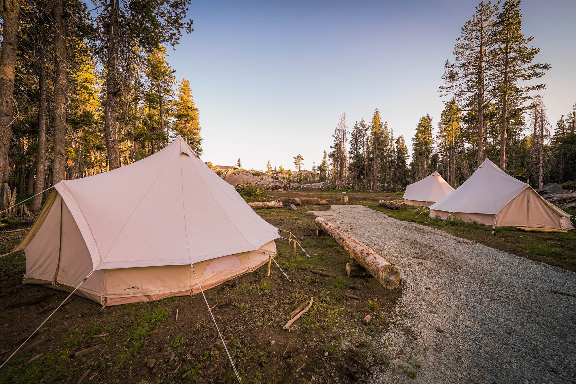 Bell tents lining a gravel path through the pines